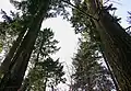 Douglasias verdes adultas, en el Bosque de Turingia, Alemania.