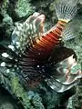 Pez León Común (Pterois miles)