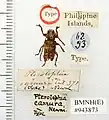 Pterolophia camura