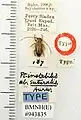 Pterolophia instabilis