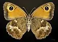 ♀ vista ventral