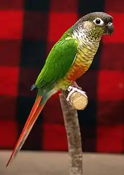 Cotorra de Molina (Pyrrhura molinae)