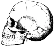 Primitivo moderno infantil de Qafzeh (Israel), con una fecha de 90&nbsp;000 adC