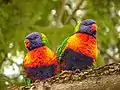 Loros arcoíris Trichoglossus haematodus