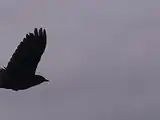 El mismo mirlo de alas rojas visto arriba, en vuelo.