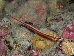 Dunckerocampus baldwini