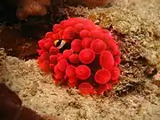 Amphiprion latifasciatus en Entacmaea quadricolor.