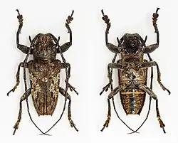 Rhytiphora metutus