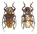 Rhytiphora regularis