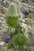 Lobelia deckenii a 4000&nbsp;m de altitud.