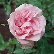 'Mme Émilie Charron', Perrier 1895.