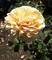 Rosa 'English Garden', David Austin 1986.