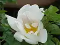 Rosa 'Nevada', Dot 1927.