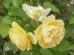 Rosa 'Graham Thomas', David Austin 1983.
