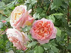 Rosa 'Abraham Darby', David Austin 1985.
