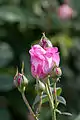 Capullo de la Rosa 'Mary Rose'.