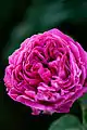 Rosa 'Othello', David Austin 1983.