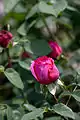 Rosa 'The Prince'