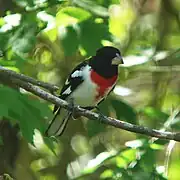 Macho de Pheucticus ludovicianus