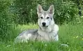 Perro lobo de Saarloos