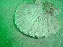 Pecten sulcicostatus