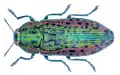 Lamprodila decipiens