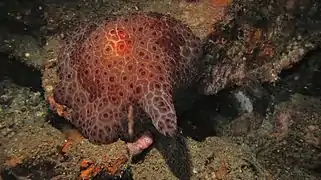 Pleurobranchus grandis