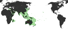 Estimated native range of the bigfin reef squid«Sepioteuthis lessoniana Férussac, 1831 in Lesson, 1830-1831». Global Biodiversity Information Facility. Consultado el 13 de agosto de 2011.&nbsp;«Sepioteuthis lessoniana». Ocean Biogeographic Information System.&nbsp;