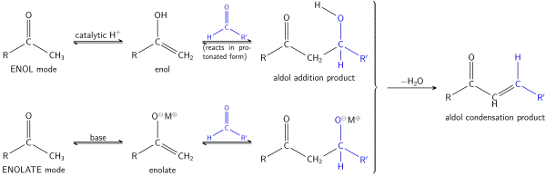 The Aldol reaction