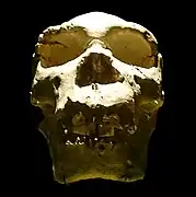  Cráneo 5, llamado Miguelón, de frente