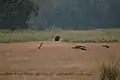 Osos perezosos y pavos reales