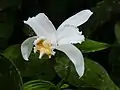 Sobralia chrysostomaflorCosta Rica