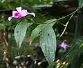 Flor con hojas
