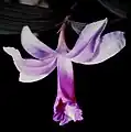 Flor