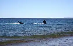 Ballena franca austral mostrando aletas pectorales