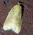 Sparganothis pulcherrimana