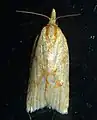 Sparganothis sulfureana