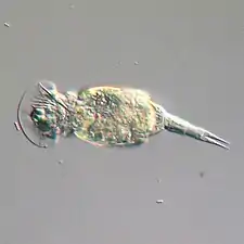 Rotíferos, generalmente de 0.1–0.5&nbsp;mm de largo, pueden parecer protistas pero tienen muchas células y pertenecen a Animalia.