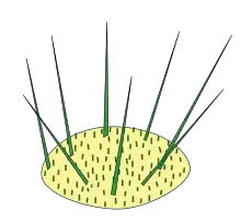 Areola de Cactaceae. En amarillo claro el vástago, en verde espinas foliares, en marrón un segundo tipo de espinas foliares encontrado en cactus opuntioides llamado gloquidio (véase en espina foliar).