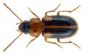 Stenolophus neghellianum