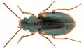 Stenolophus viriditinctus