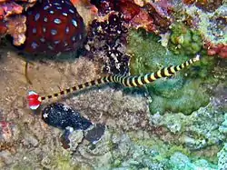Dunckerocampus dactyliophorus