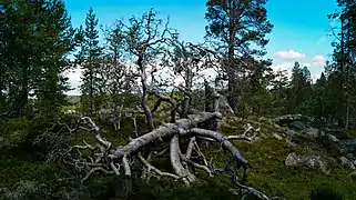 Árbol muerto en el parque.
