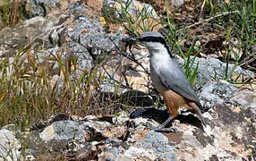 El trepador rupestre occidental es 13.5&nbsp;cm de largo, ligeramente más pequeño que Sitta europaea.
