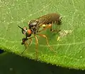 Taracticus octopunctatus con su presa, una avispa parasítica