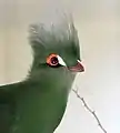 Turaco de Guinea.