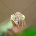 Hembra adulta