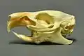 Euhipsodoncia