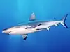 Tiburón