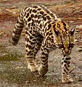 Tigrillo (Leopardus tigrinus)